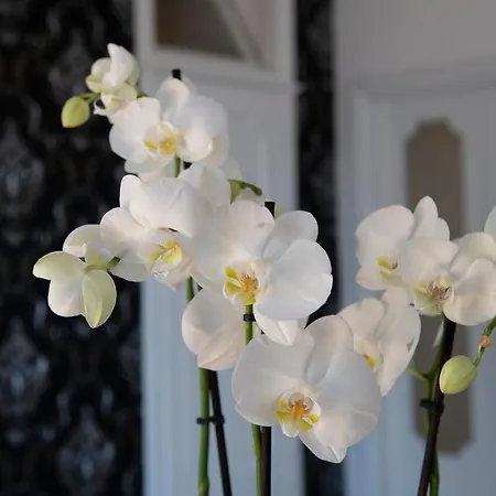 Apartmán Venere House -balcony & Seaview *